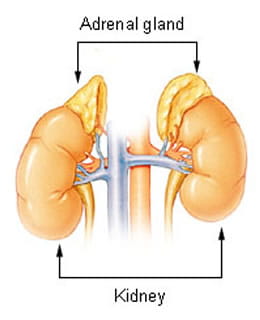 Illustration of the adrenal glands and kidneys.