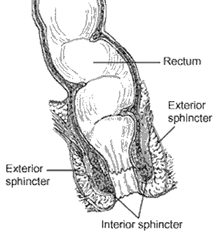 Illustration showing the external and internal sphincters of the rectum labelled: Rectum, Exterior sphincter, Interior Sphincter