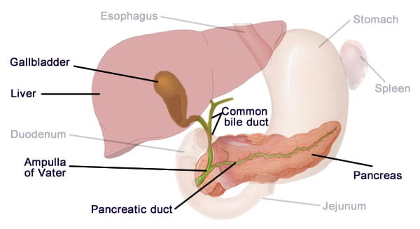 An illustration highlighting the pancreas, liver, gallbladder, common bile duct and pancreatic duct with the following labelled: Gallbladder, Liver, Ampulla of Vater, Pancreatic duct, and Pancreas.