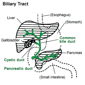 An illustration of the biliary tract with the esophagus, stomach, liver, gallbladder, pancreas, small intestine, common bile duct, cystic duct, and pancreatic duct marked. 