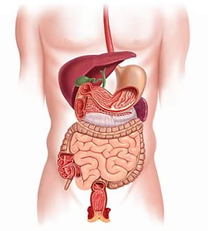 cutaway illustration showing the digestive organs of the body