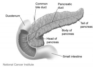 Illustration of the pancreas and duodenum