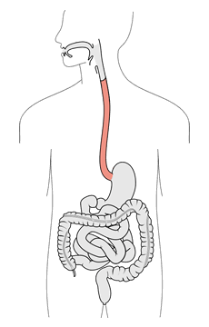 Illustration showing how the esophagus carries food and liquid from the mouth to the stomach