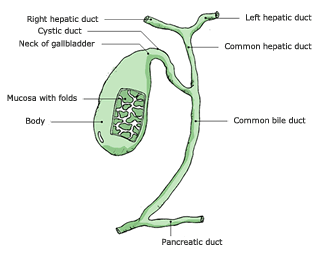 An illustration of a human gallblader and billary tree with the following parts marked: Right hepatic duct, Left hepatic duct, Cystic duct, Common hepatic duct,Neck of gallbladder, Mucosa with folds, body, common bile duct, and Pancreatic duct.