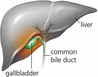 Image depicting the gallbladder, liver, and common bile duct