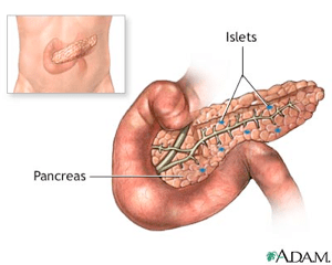 An illustration showing islet cells inside the pancreas.