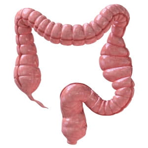 Illustration of a healthy colon and large intestine