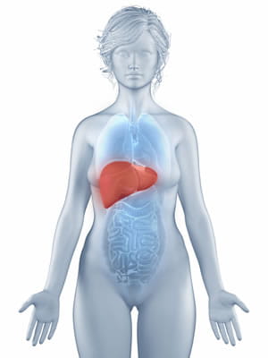 Illustration of a human with the liver illustrated