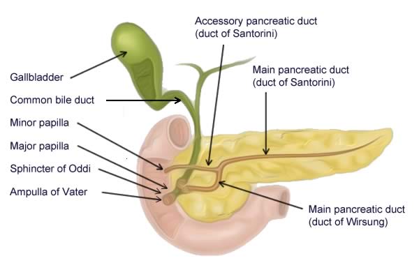 Illustration of the pancreatic duct system