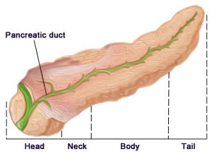 Illustration of Pancreatic duct
