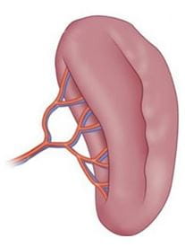 Illustration of the spleen