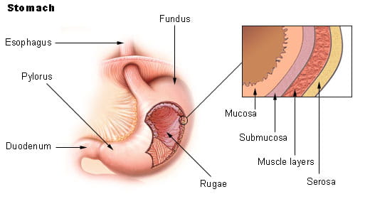 Stomach Duodenum Musc Health Charleston Sc