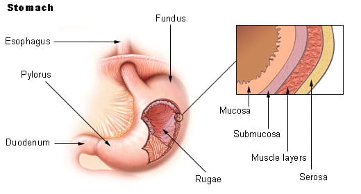 An illustration of the stomach and its layers.