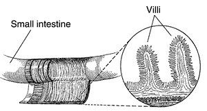 Illustration of the small intestine with a close-up of the Villi.
