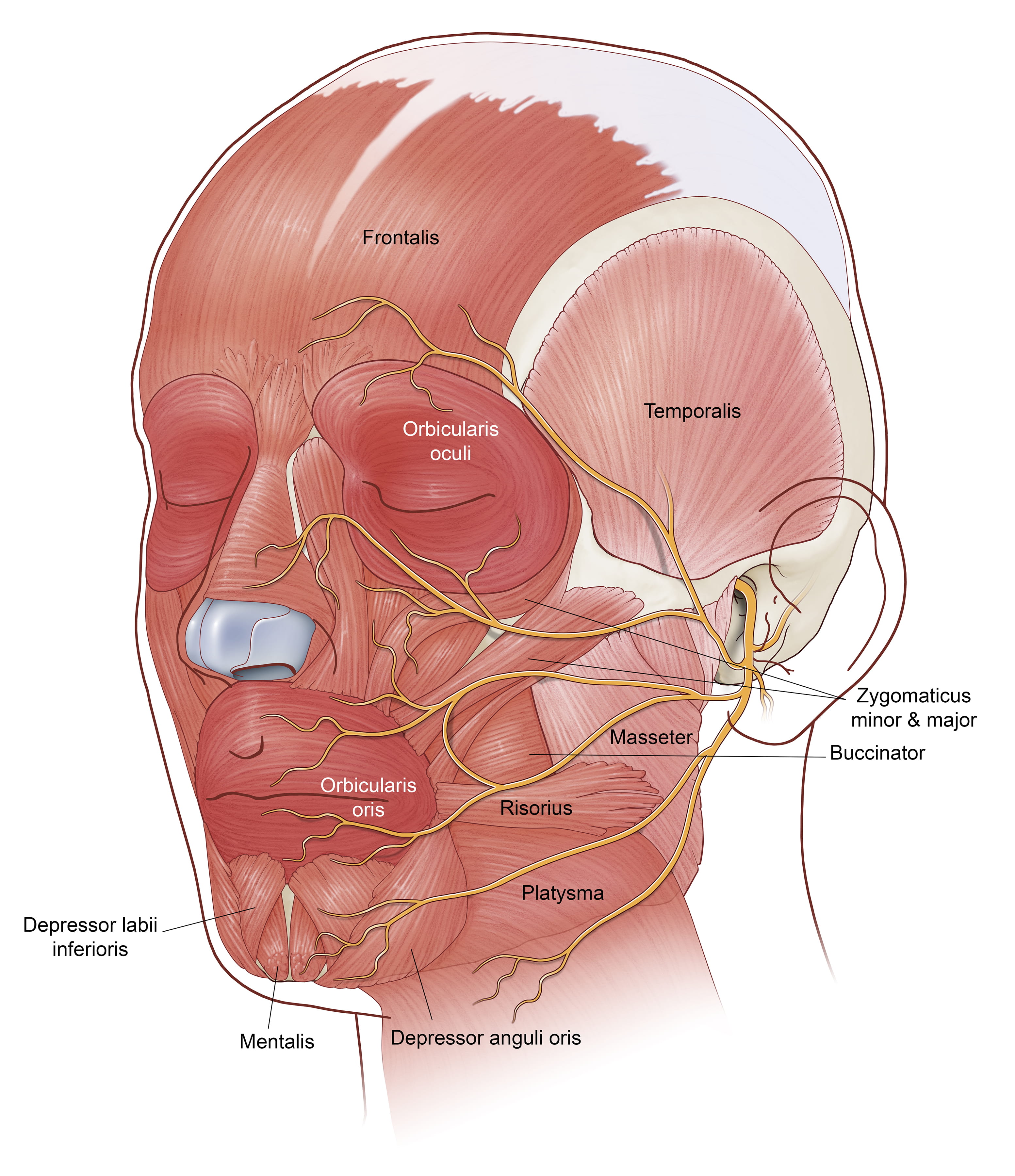 Facial Paralysis MUSC Health Charleston SC