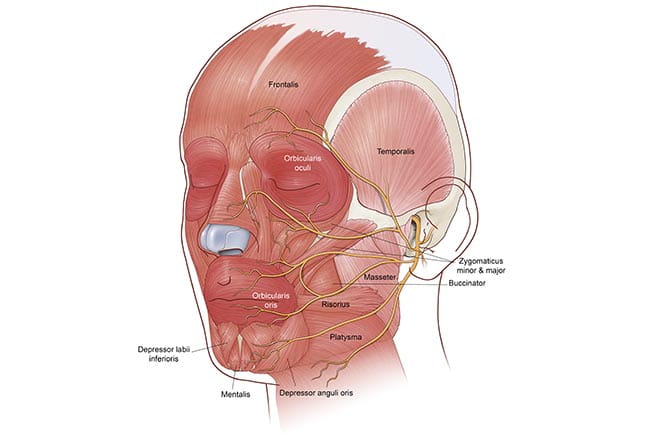 Facial Paralysis MUSC Health Charleston SC