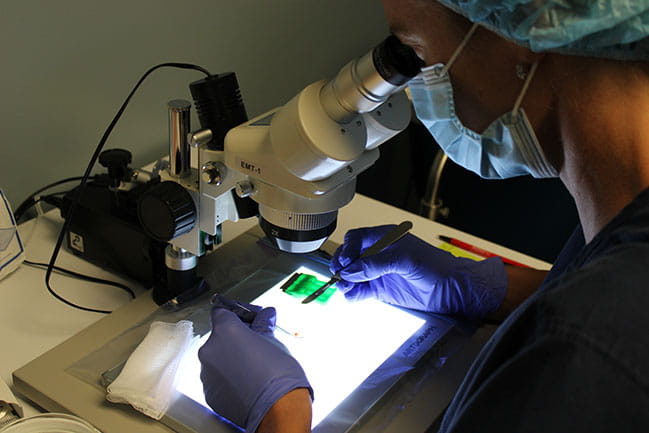 Dr. Hwang examining hair under a microscope