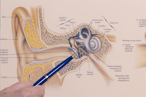 hand holding a pencil pointing to a diagram of the parts of the ear