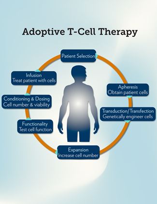 Adoptive T Cell Therapy Diagram