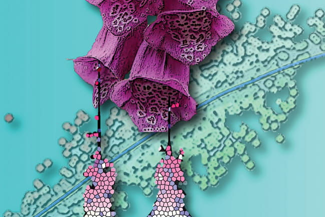Digital image of foxglove