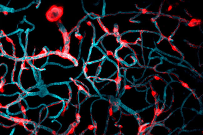 The long arms of pericytes (shown in red) appear draped over capillaries in the brain (shown in blue). Image courtesy of Dr. Andy Shih.