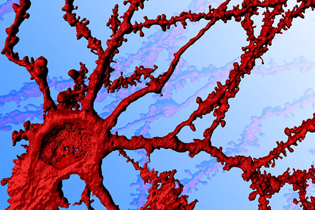 Photoshopped image of a neuron