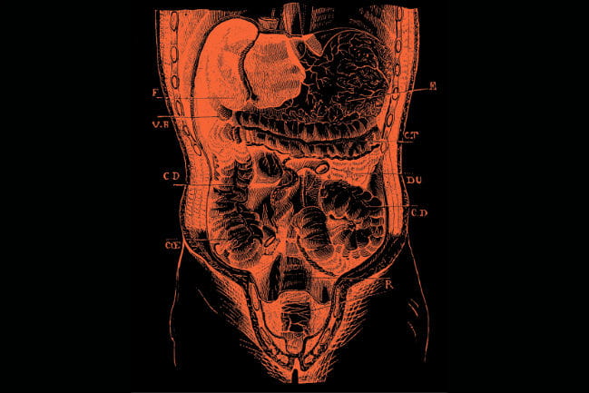 Stylized illustration of torso anatomy.