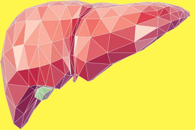 Stylized illustration of the liver.