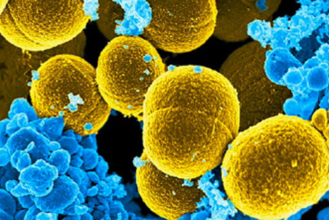 Image of Staphylococcus