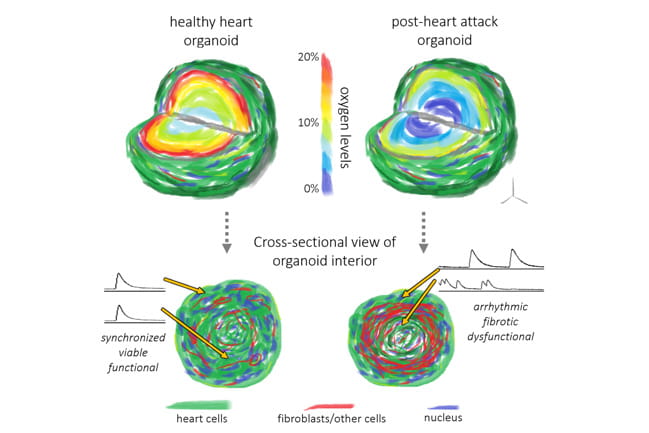 Illustration of oxygen levels within an organoid and how they recreate a heart attack at the tissue level.