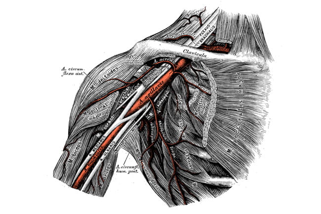 Anatomical illustration of a shoulder 