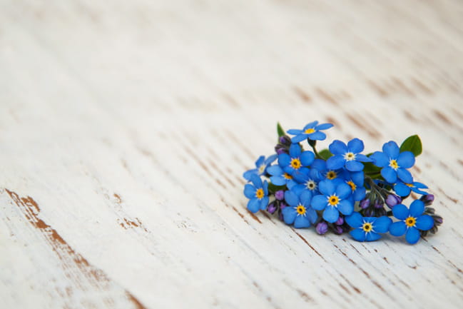 A bunch of small blue forget-me-not flowers.