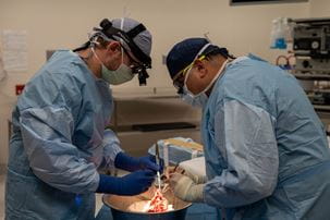 Two surgeons prepare donor heart before transplantation