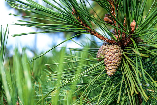 a pinecone on a pine tree