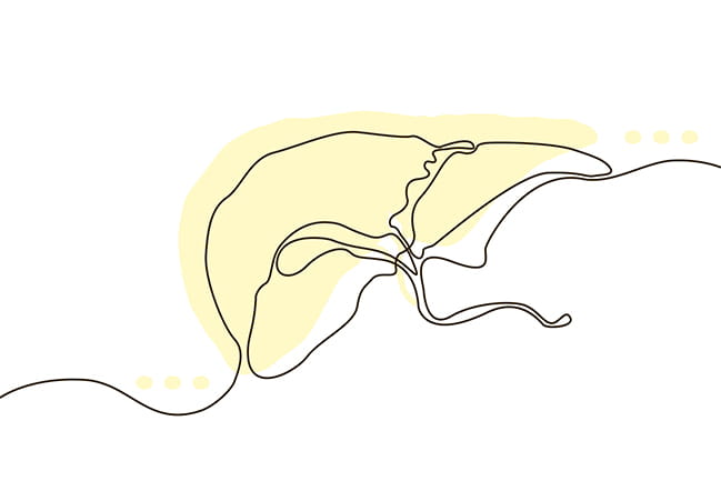 line drawing of the liver