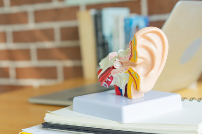 medical model of an ear and its canals