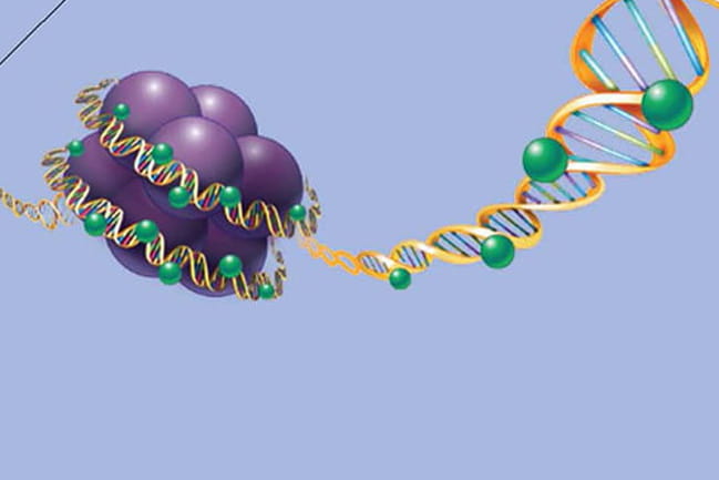 illustration of DNA spooling around histones