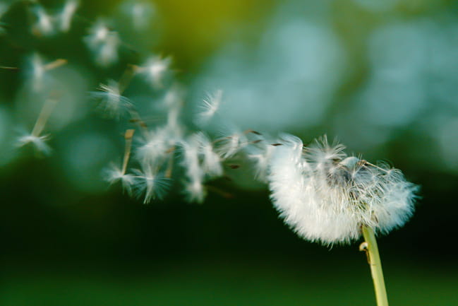 Dandelion blowing in the breeze