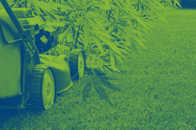Lawnmower cutting down cannabis plants