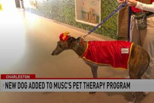 News program video showing MUSC therapy dog. Text on screen reads, New dog added to MUSC's Pet Therapy Program.