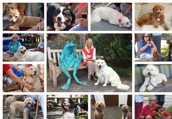 Is your dog ready to become a Therapy Dog? Collage of MUSC therapy dogs.