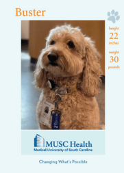 Buster Betancourt, therapy dog