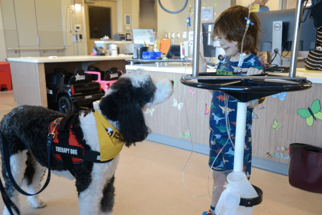 Volunteer therapy dog and young patient