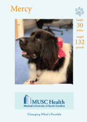 Mercy Diehl, therapy dog
