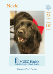 Nevie Diehl, therapy dog