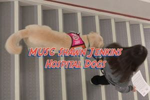 Video still of therapy dog following care team member down the stairs at MUSC Shawn Jenkins Children's Hospital