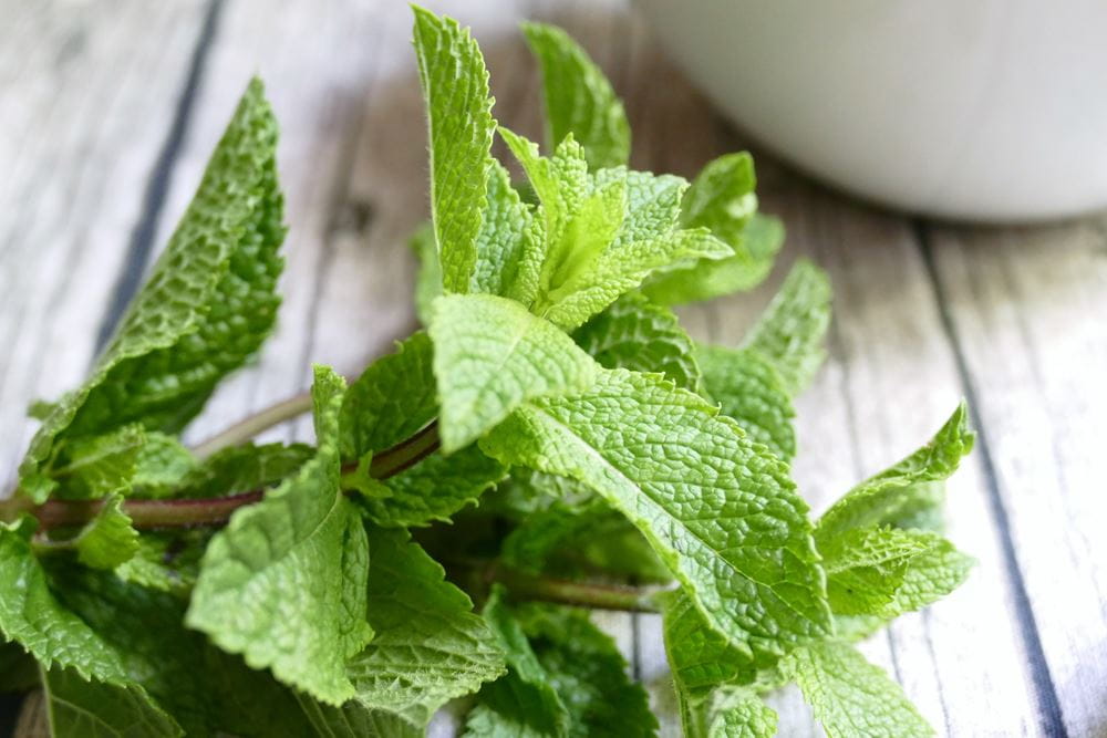 Peppermint leaves, from which peppermint oil is made