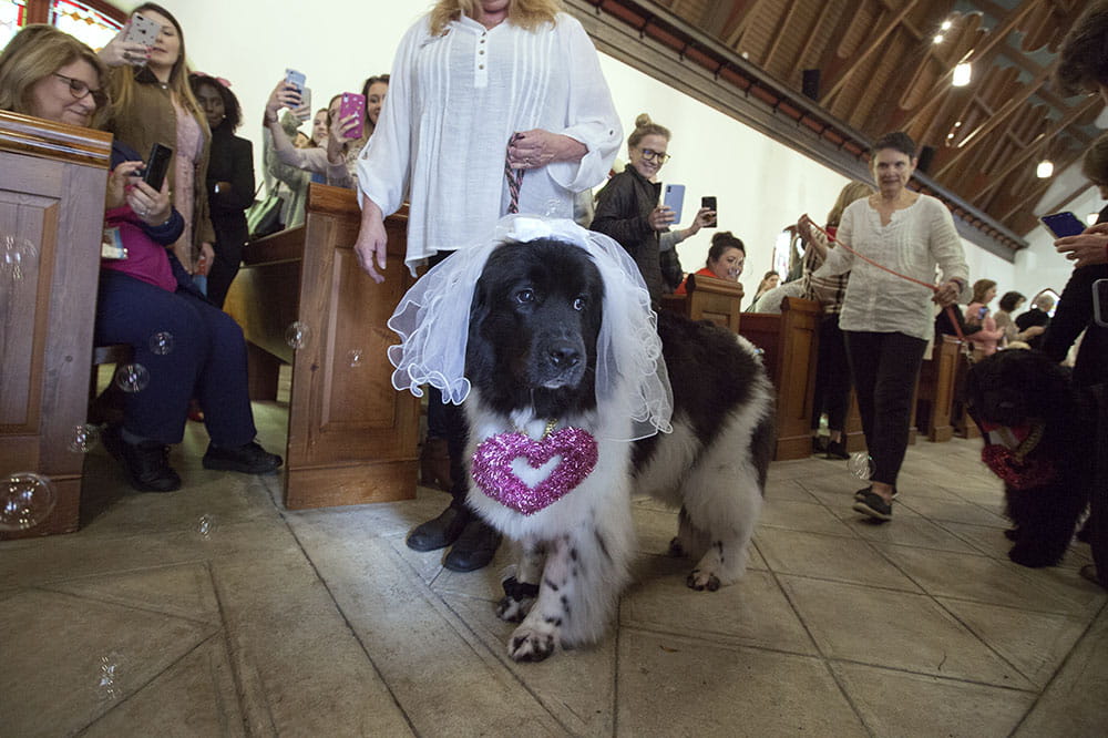 Jazz the pet therapy dog walks through church wearing wedding outfit