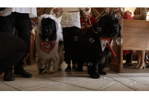 two dogs in wedding attire in church