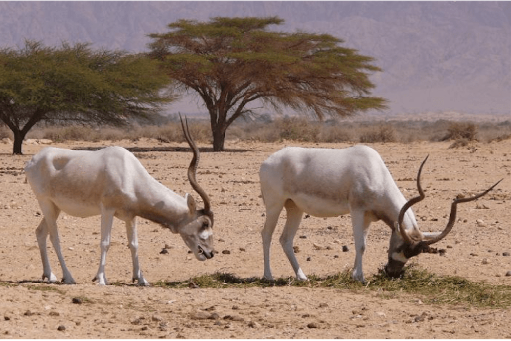 The original photograph of an ibis by Dr. Zachi Evenor. Reproduced from Wikimedia Commons (CC BY 4.0).